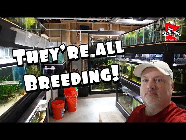 Breeding Plecos Fish Room Update