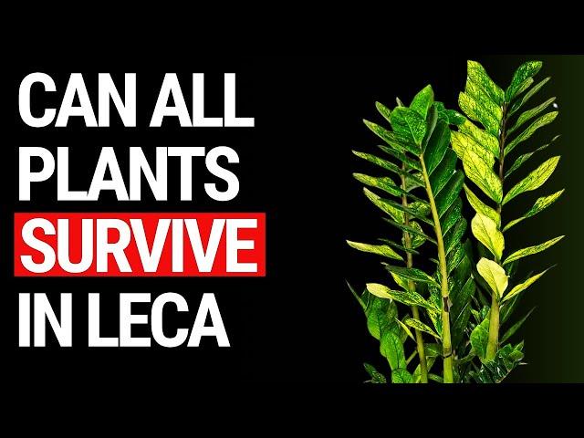 Can All Plants Survive In LECA? Find Out Here!