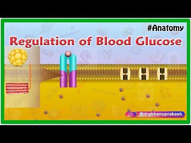 Regulation of Blood Glucose Animation