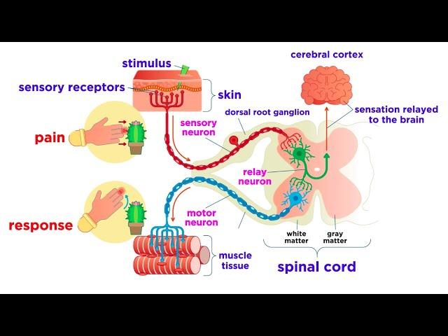 The Peripheral Nervous System: Nerves and Sensory Organs