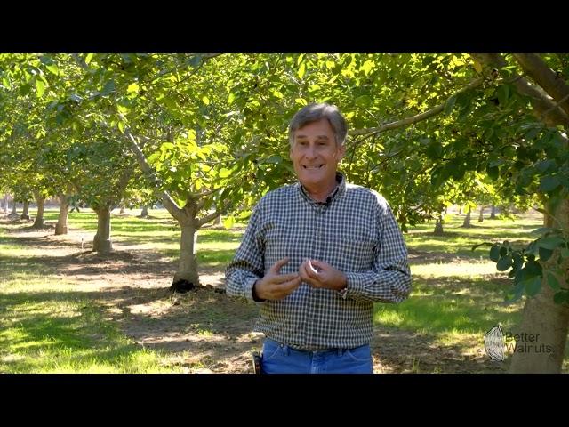 Walnut Farmer Explains Walnut Quality | Grading Walnuts and Chandler Light Halves and Pieces