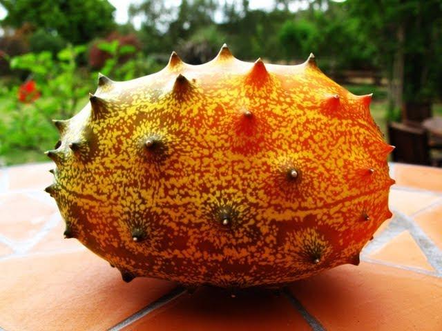 Kiwano - African Horned Melon. Growing & Tasting