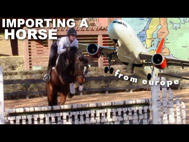 How I imported a horse from Europe! + jumping my green import