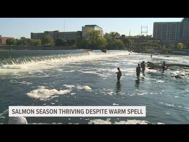 Michigan fall salmon run thriving despite warm spell