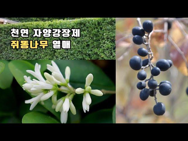 천연 자양강장제 - 쥐똥나무 열매