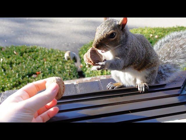 When a squirrel has to choose only one nut