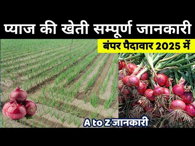 प्याज की खेती | Pyaj ki kheti kaise kare 2024/25 मेंOnion farming, A to Z Video