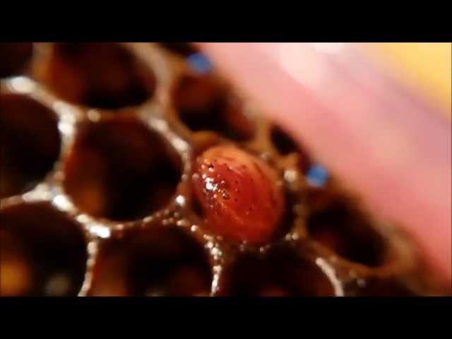 this will completely destroy your HIVE in days - beekeepers beware!