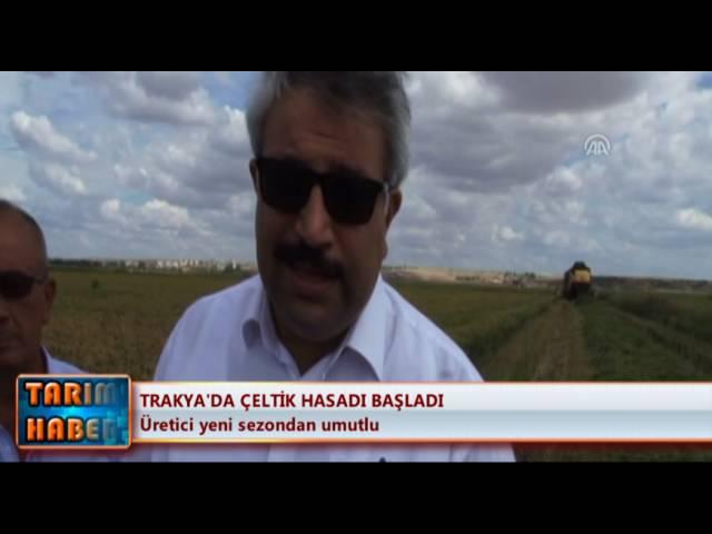 Trakya'da çeltik hasadı başladı