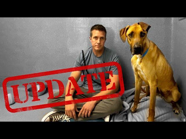 Big update on Scooby-Doo the Great Dane, i'm nervous for him  (LIVE )