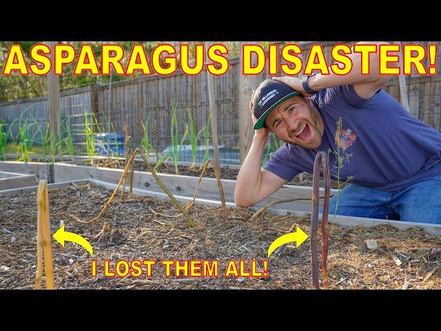 Don't Make This Mistake Growing ASPARAGUS! I Lost ALL Of Mine!‍️