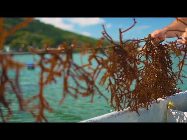 Agro Saúde e Cooperação - Aquicultura e Pesca