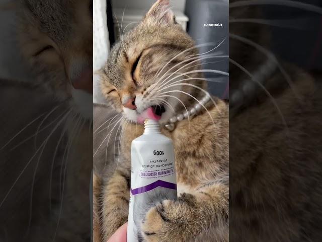 Watch My Curious Cat Enjoy Malt!