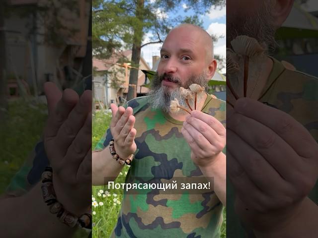 Мой самый любимый гриб