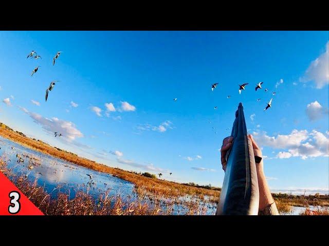 SOLO afternoon DUCK HUNT | Awesome MIXED BAG of Mallards, Gadwall & Pintail