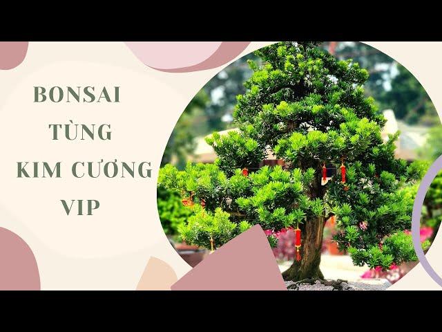 Giá 125tr Cây Tùng Kim Cương Bonsai dáng trực quân tử (KC22) - Cây Cảnh Bonsai TPHCM - 08.6809.7887