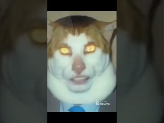 Scary jumpscare. #memes #cat #avicii