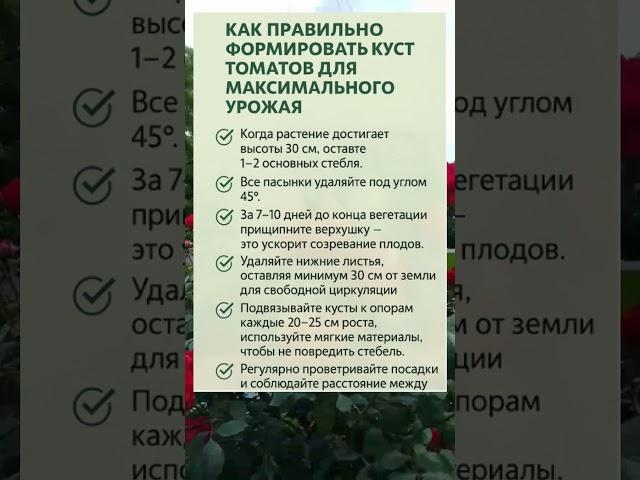  ФОРМИРУЕМ КУСТ ТОМАТОВ ПРАВИЛЬНО — МАКСИМАЛЬНЫЙ УРОЖАЙ БЕЗ ОШИБОК!