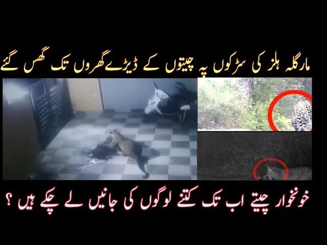 Leopard spotted in islamabad margalla hills hiking track trail 5 | CCTV Footage