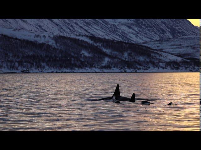 Experience Arctic nature - Whale watching with Olav