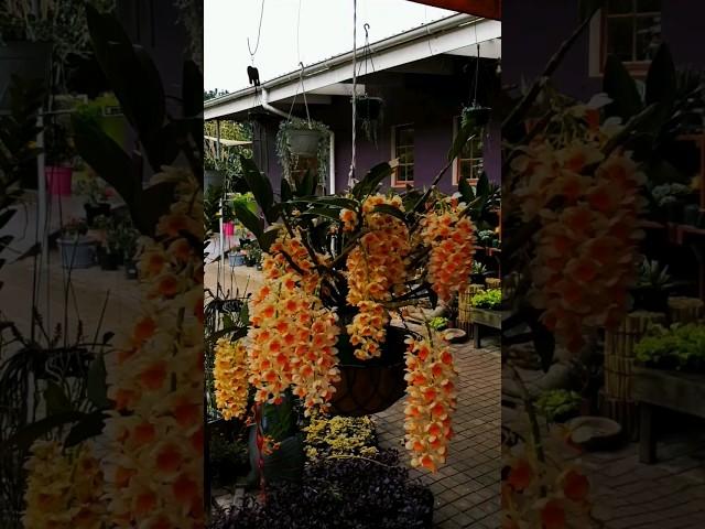 Dendrobium densiflorum #flowers #orchid #plants #dendrobium #orchidcollection #orchidworld #orchids