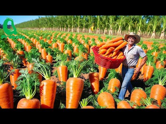 How Billions of Carrots Are Harvested and Processed  Modern Agricultural Technology