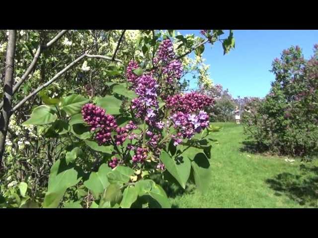 Tour Highland Park Rochester, NY - Flowering Lilac Bushes - Birds, Bees, Flowers, & Trees.