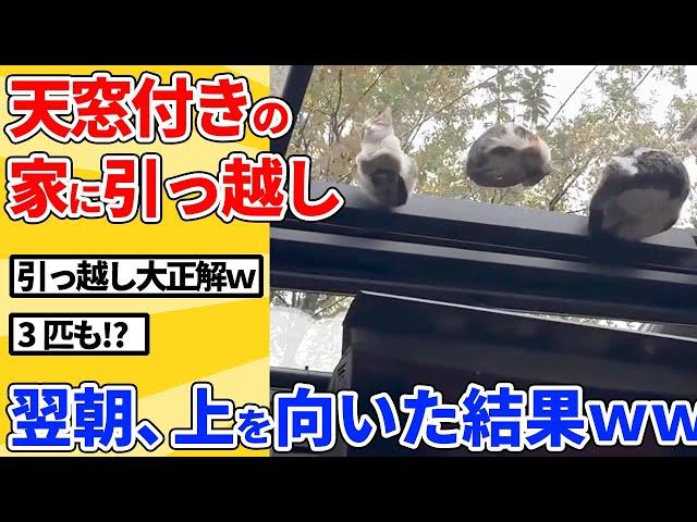 【2ch動物スレ】天窓付きの家に引っ越したら毎日が天国だったｗｗｗｗｗ