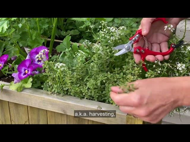 How to Harvest Thyme