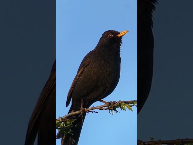 Blackbird Singing - Sounds of Spring #birds