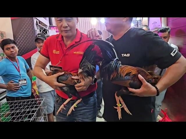 Napabili!  Gamefowl Expo price P25K Brood stag -  Yellow Legged Hatch JDA Gamefarm