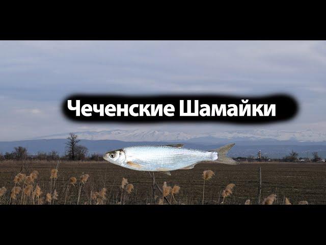 Чеченские Шамайки,известная как царская рыба,в 2006 году шемая была внесена в Красную книгу