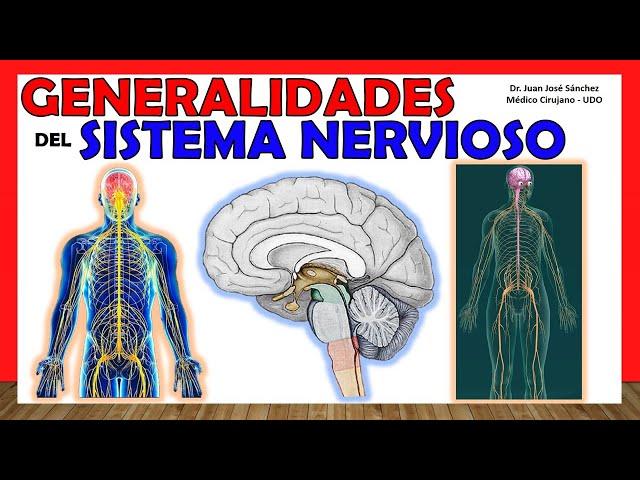  NERVOUS SYSTEM in 14 minutes!!!. Generalities - Simple Explanation!