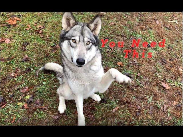 My Wolfdog Containment with The Full Setup & What You Need to Know