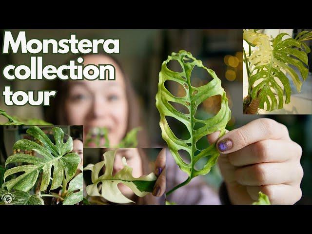 All my Monstera! Full collection tour | Plant with Roos