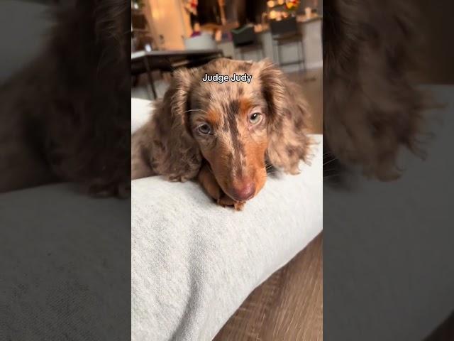 Part 2 | I thought I was getting a dachshund…Hopefully you guys like this song better