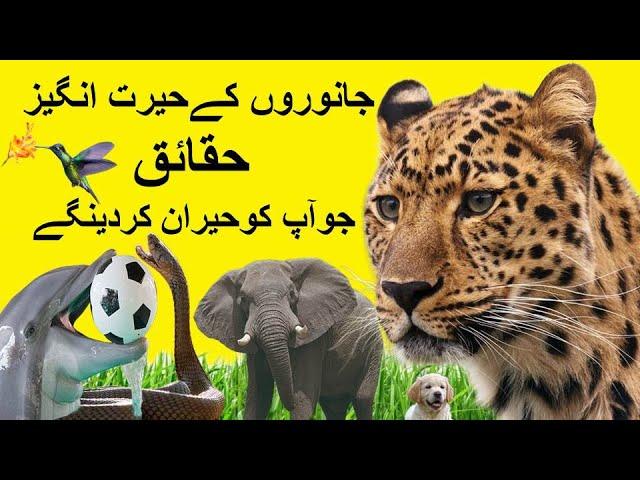 Amazing Animal Facts That Will Surprise You I Facts About Animal I Cheetah I King Cobra I Elephant