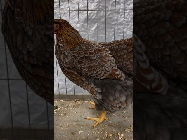 Wyandotten Henne #chicken #farming #huhn #rooster #abonieren