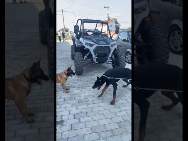 Malinois (3 month) VS Doberman (7 month)