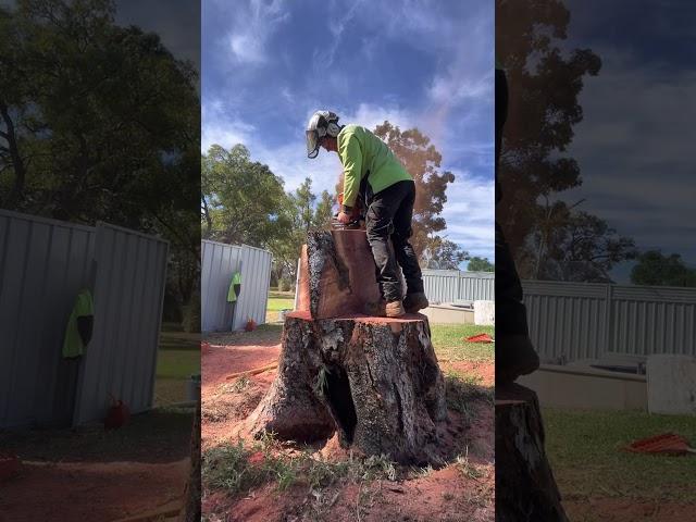 #Gumtree #stihl #arborist #logging #shorts Logging a big Gumtree trunk with MS661