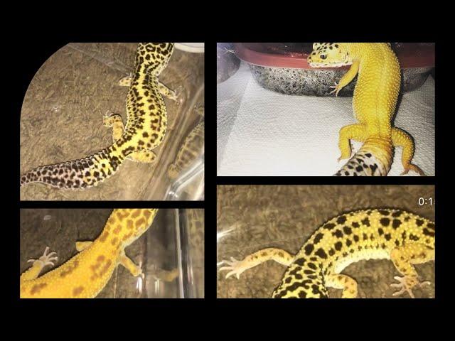 MEET MY LEOPARD GECKOS