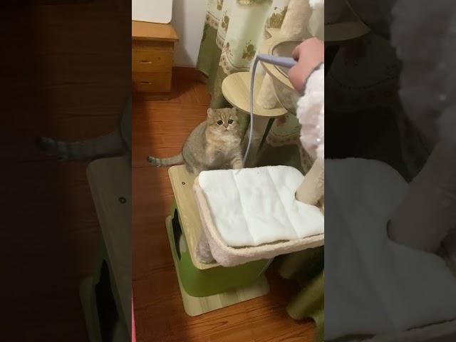 敏捷的乌冬面#cat  #cute #smart #shorts