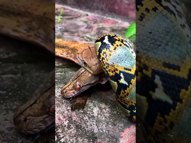 If a king cobra fights a python then who will win? #shorts #snake