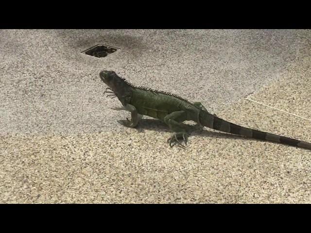 Aruba Iguana runs under tourist at pool