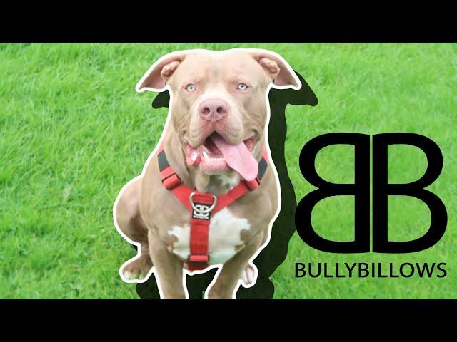 Bully Billows Tri Harness Review Leo learning to walk on lead part 2