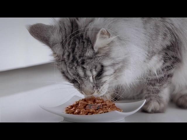 Purina ONE® Adult Cat Food Mixed Feeding