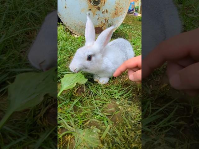 What's Going To Happen With The Rabbit? #rabbit
