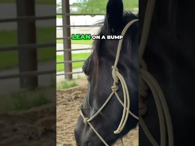 Horse Training: Bumping Technique vs. Steady Pull Explained