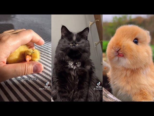 only the goodest boys and girls ️ | Cute & Wholesome Animal Tiktoks Pet Tok