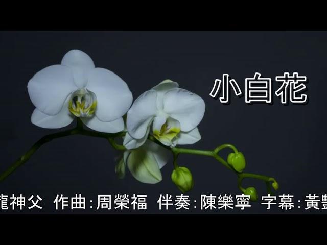 小白花  《奉献咏》  词：黄进龙神父  曲：周荣福   伴奏：陈乐宁  字幕：黄艳芬